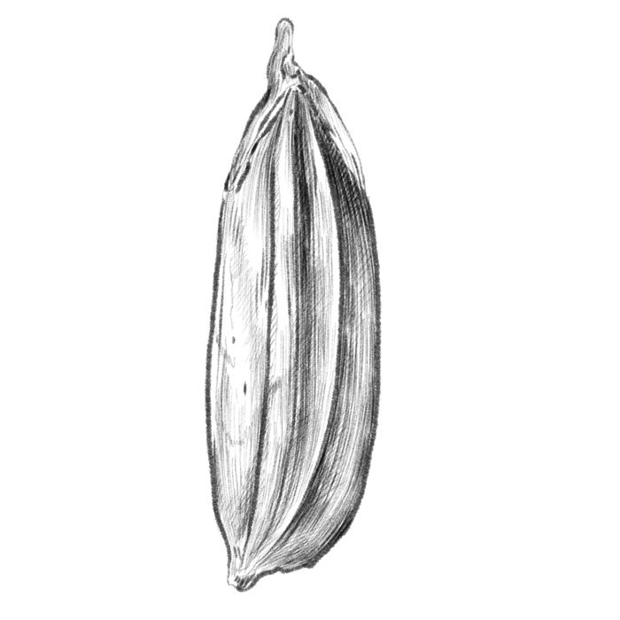 Cardamom
