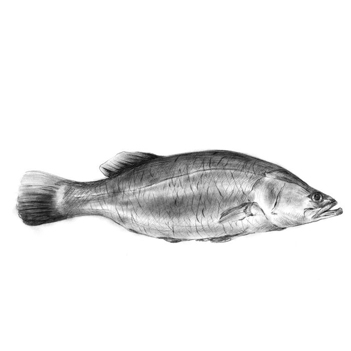 Fish barramundi