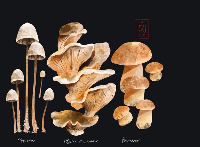 Mycena, oyster mushroom, porcino