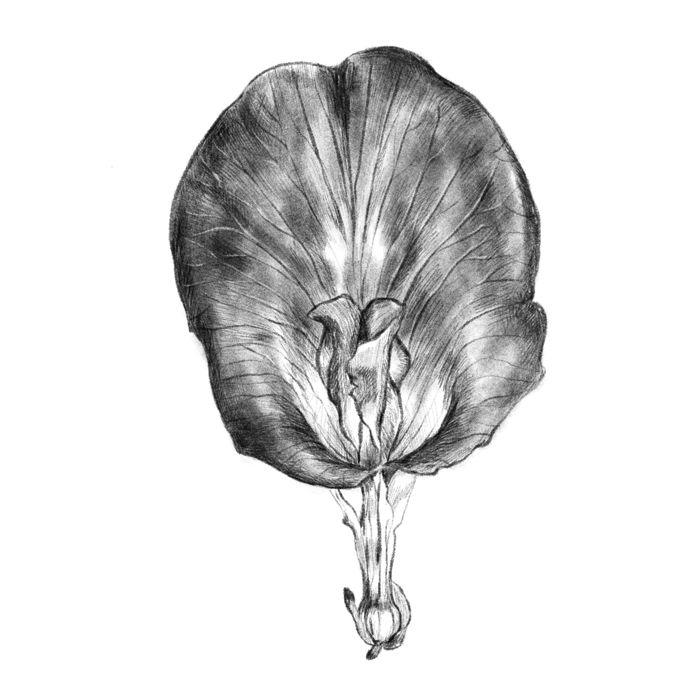 Petal