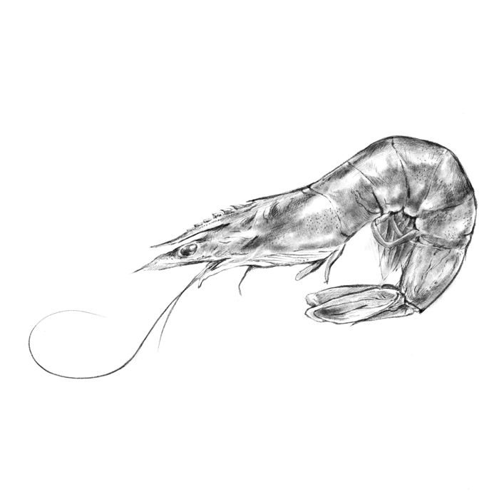 Shrimp